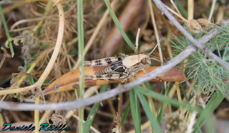 Giovane Acrididae:  possibile identificarlo?